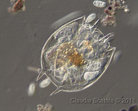 Rotifero (genere Platyias)